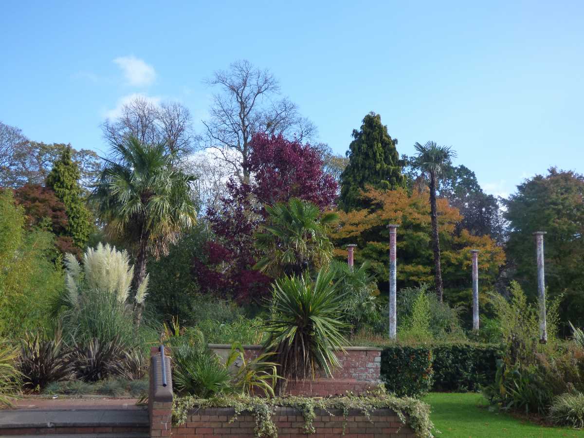 Cannon Hill Park - Palm trees (October 2018)